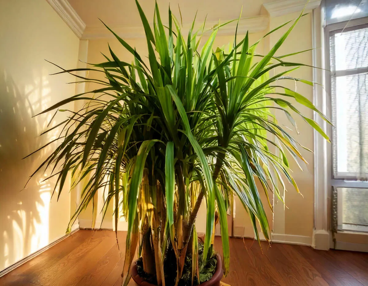 Αρωματική δράκαινα - Corn Plant